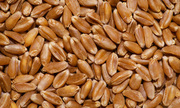 Предлагаем пшеницу 3-го класса,  из Казахстана