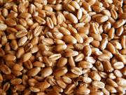 зерно пшеницы 3го-5го класса,  ячмень,  горох,  кукуруза,  соя,  нут и др. 